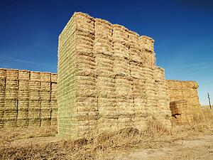 Bales of hay in rural setting