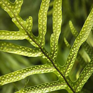 Close up of fern leaf with bumpy immature sporangia.