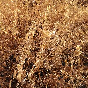 Yellow pea plants drying out in field.