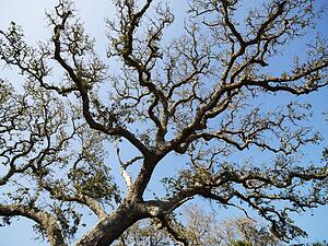 Low angle view of branches of live oak tree with blue sky in background.