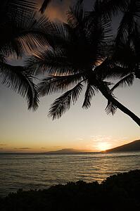 Sunset over Pacific ocean with silhouetted palm trees