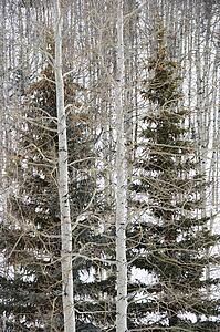 Evergreen trees in bare winter forest with snow covered ground.