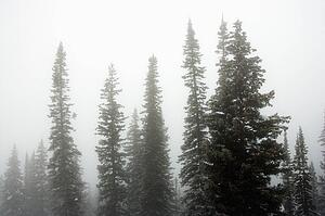 Snow covered pine trees in fog.