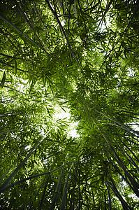 Low angle view of bamboo forest.