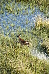 Aerial view of white tail deer running fast through water and marsh grass on Bald Head Island, North Carolina.