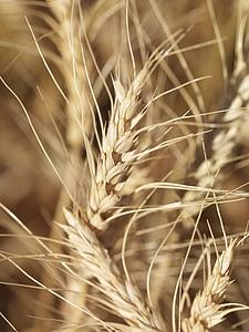 Close up view of wheat ready for harvest
