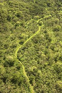 Off-road trail through green forest in Maui, Hawaii