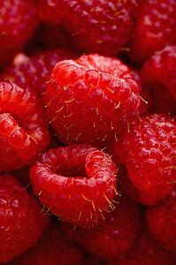 Close up of red raspberries.