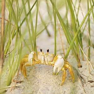 Close up of ghost crab on beach