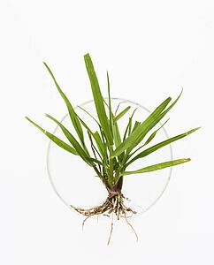 Green plant in petri dish on white background.