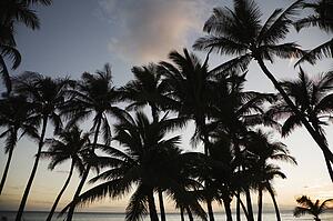 Palm trees silhouetted against sky