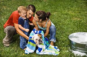Family with toddler son drying English Bulldog with towel