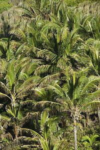 Aerial of palm trees on Maui, Hawaii.