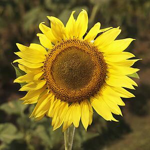 Close up of yellow sunflower.