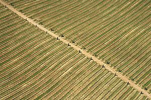 Aerial of agricultural farmland with dirt road