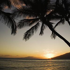 Sunset over Pacific ocean with silhouetted palm trees.