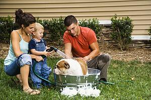 Family with toddler son giving English Bulldog a bath outdoors