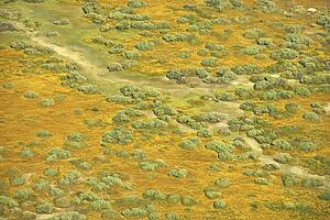 Aerial of green grassland and low growing shrubs with path in rural California, USA.