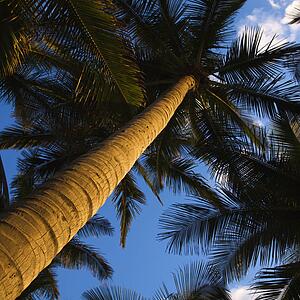 Low angle view of palm tree.