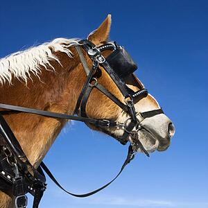 Side view of draft horse wearing bridle and blinders.