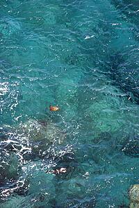 Aerial view of sea turtle swimming in tropical Hawaiian water.