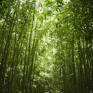 Green bamboo forest in Maui Hawaii