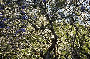Blooming Jacaranda tree.