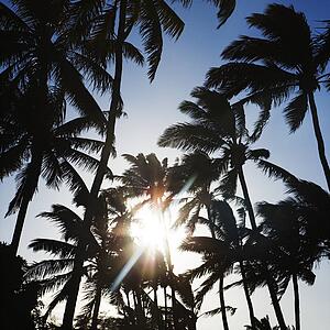 Palm trees silhouetted by sun.