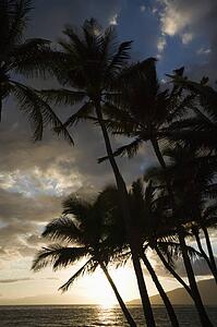 Palm trees silhouetted against sun setting over Pacific ocean in Maui, Hawaii with island in background.