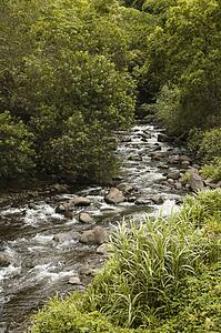 Rocky flowing creek with green trees in Maui, Hawaii