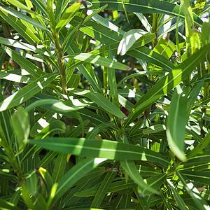 Close up of plant with slender green leaves.