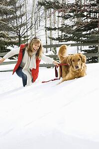 Woman being pulled through the snow by a Golden Retriever