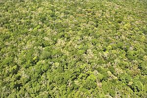 Aerial of dense forest with greenery