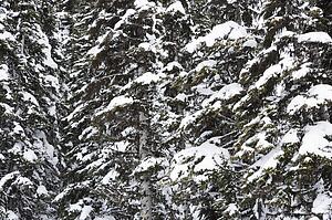Close up of snow covered trees in Whistler, Canada.