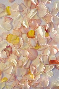 Above view of different colored rose petals.