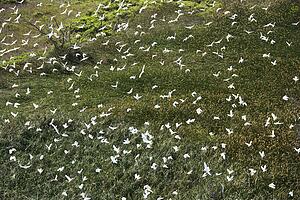 Aerial of white egrets in flight over green grassy field in Maui, Hawaii