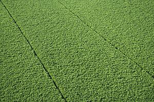 Sugarcane crop in Maui, Hawaii.
