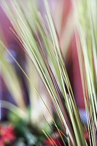 Abstract shot of decorative grass.