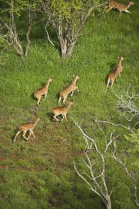 Aerial view of herd of running axis deer in Maui, Hawaii.