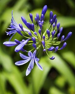 Blooming Lily of the Nile flower.