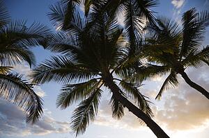 Palm trees silhouetted against sky in Maui, Hawaii