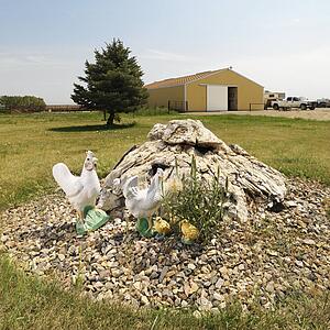 Yard art by farm building with rocks and chickens.