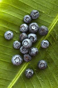 Group of blueberries on banana leaf.