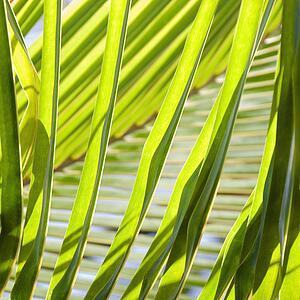 Close up of palm fronds.