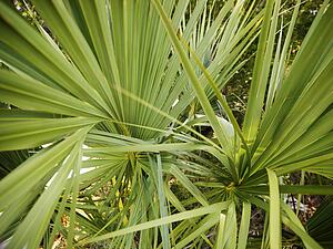 Close up of tropical plant with long spikey leaves.