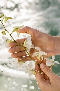 Woman's hand holding white orchid flowers