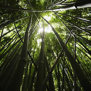 Low angle view of bamboo forest in Maui, Hawaii.