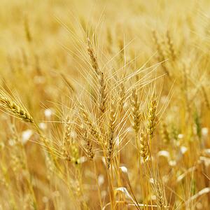 Golden field of wheat ready for harvest