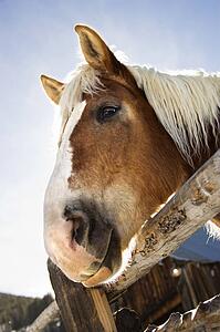 Draft horse leaning over ralling of a fence.