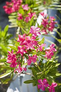 Plant with pink flowers growing beside white picket fence.